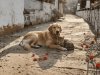 Animal Welfare and Pet Ownership in India: A Path to Harmony